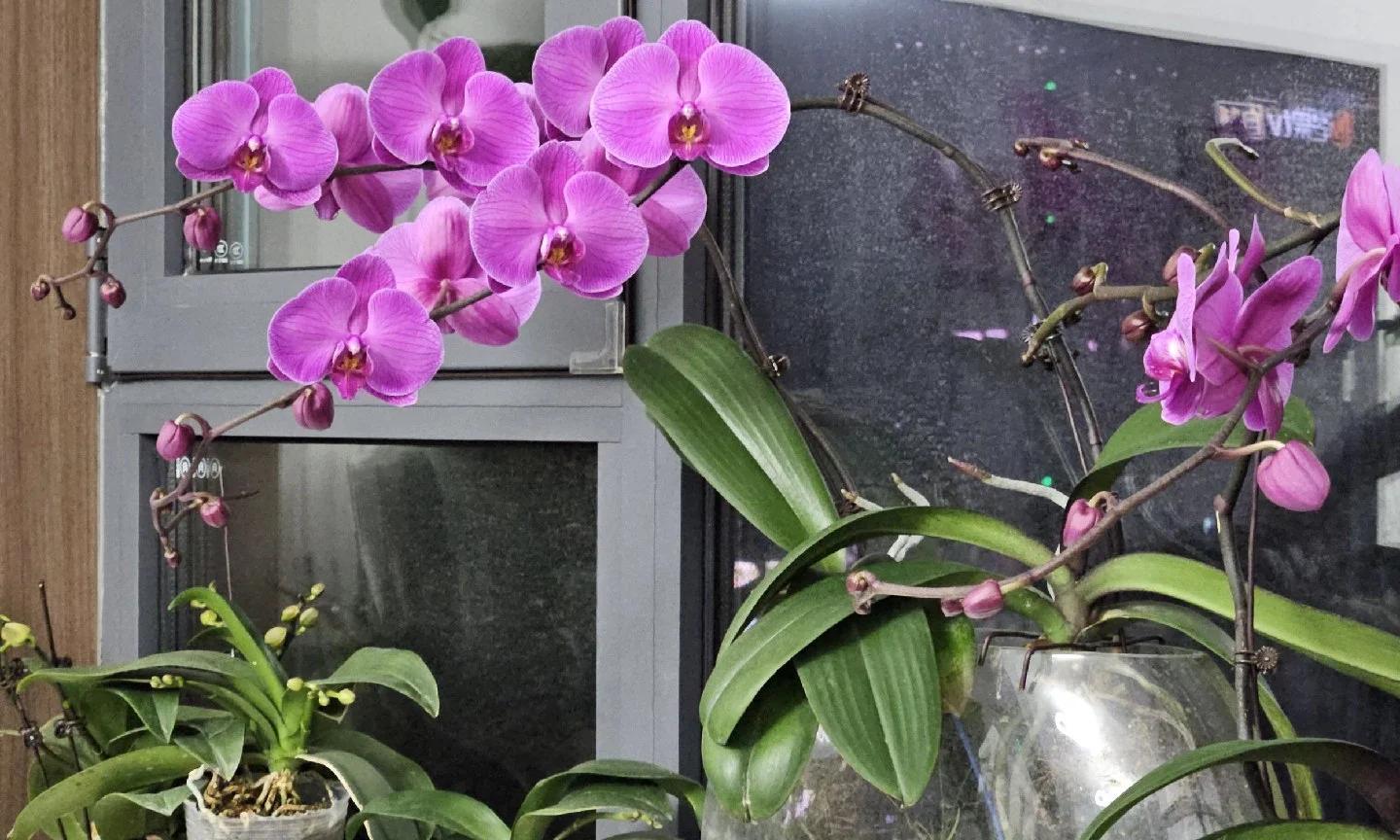 女子把蝴蝶兰扔水里，“根、芽、花”齐爆了，羡煞很多人，要跟风