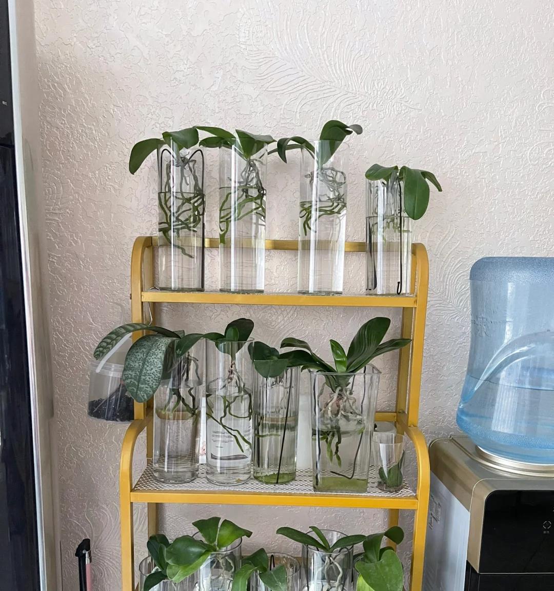 女子把蝴蝶兰扔水里，“根、芽、花”齐爆了，羡煞很多人，要跟风