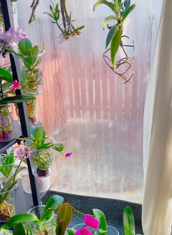 女子把蝴蝶兰扔水里，“根、芽、花”齐爆了，羡煞很多人，要跟风