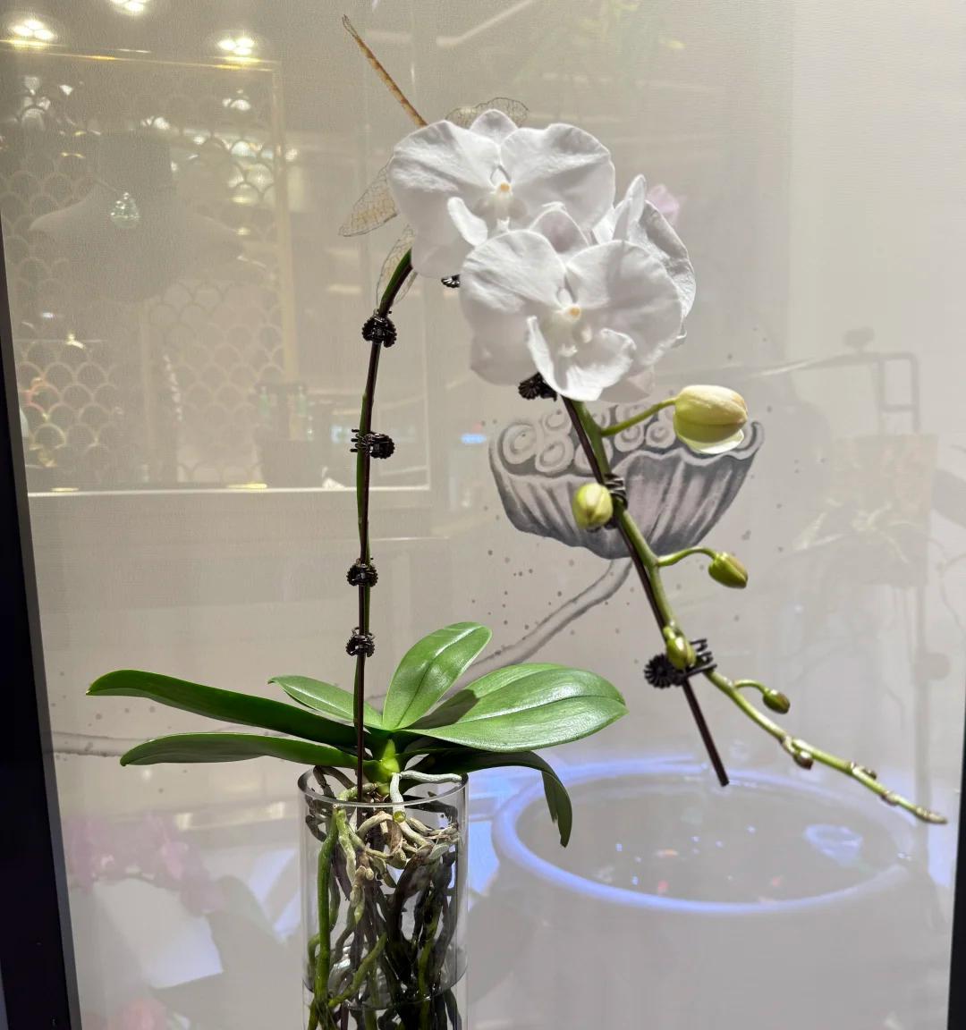 女子把蝴蝶兰扔水里，“根、芽、花”齐爆了，羡煞很多人，要跟风