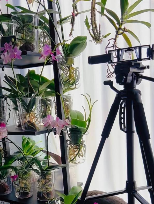 女子把蝴蝶兰扔水里，“根、芽、花”齐爆了，羡煞很多人，要跟风