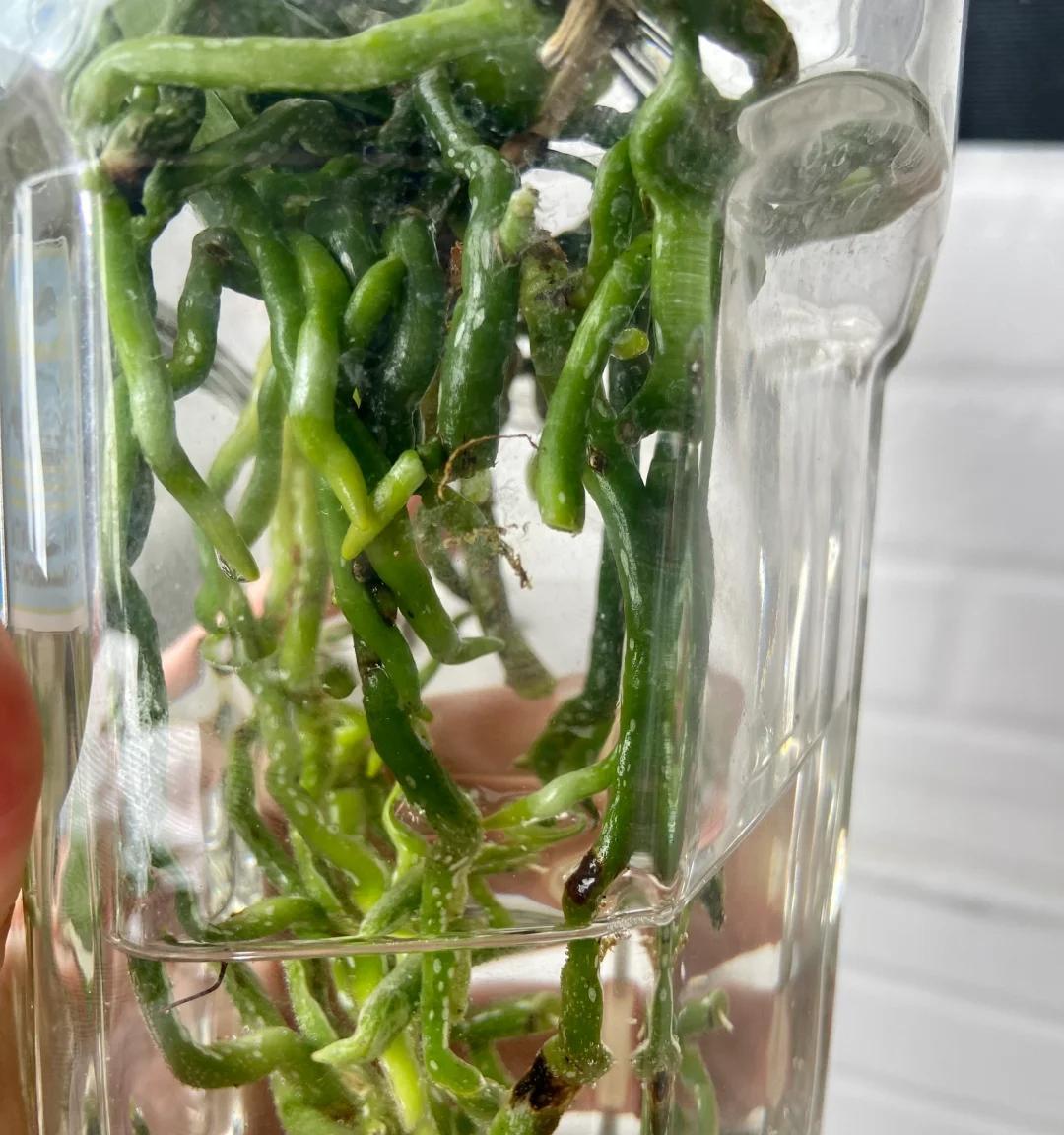 女子把蝴蝶兰扔水里，“根、芽、花”齐爆了，羡煞很多人，要跟风