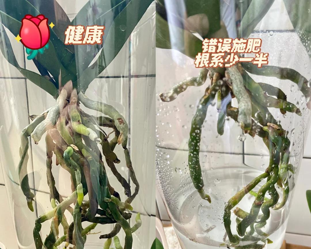 女子把蝴蝶兰扔水里，“根、芽、花”齐爆了，羡煞很多人，要跟风