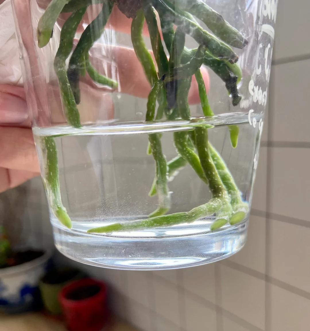 女子把蝴蝶兰扔水里，“根、芽、花”齐爆了，羡煞很多人，要跟风