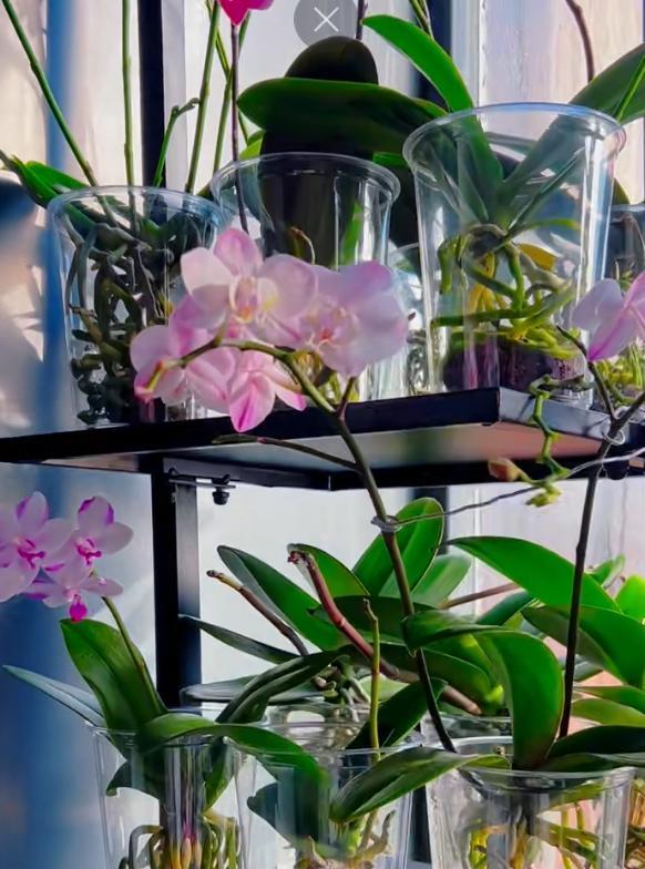 女子把蝴蝶兰扔水里，“根、芽、花”齐爆了，羡煞很多人，要跟风