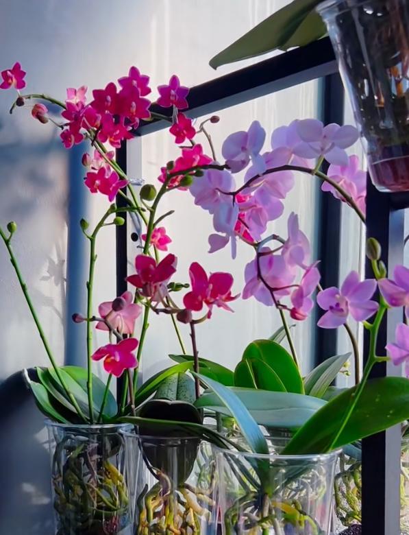 女子把蝴蝶兰扔水里，“根、芽、花”齐爆了，羡煞很多人，要跟风