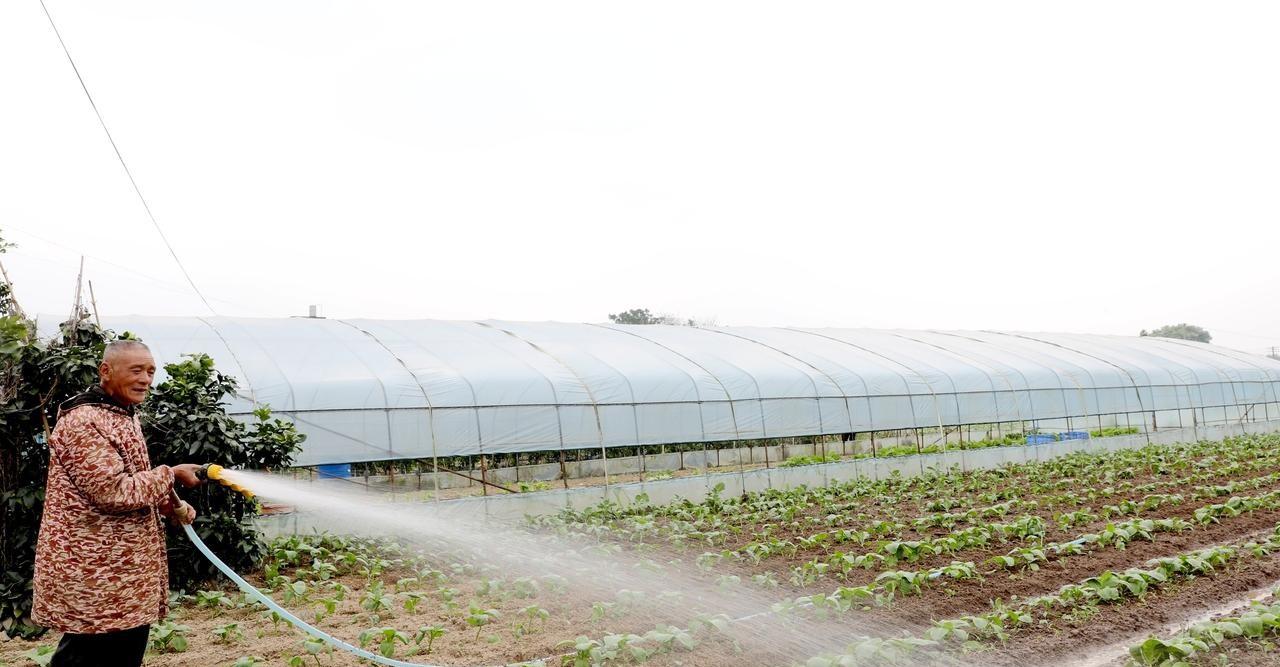 浇水少了菜不长、浇水多了就烂根，掌握这几点，以后永远不会错