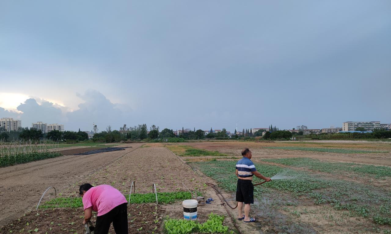 浇水少了菜不长、浇水多了就烂根，掌握这几点，以后永远不会错