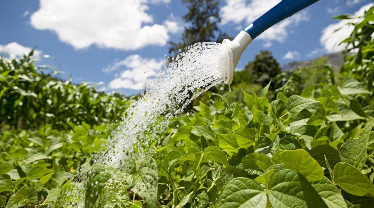 浇水少了菜不长、浇水多了就烂根，掌握这几点，以后永远不会错