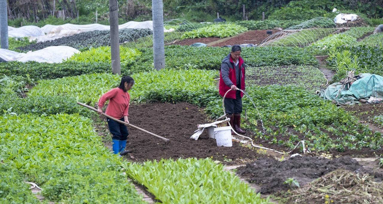 浇水少了菜不长、浇水多了就烂根，掌握这几点，以后永远不会错