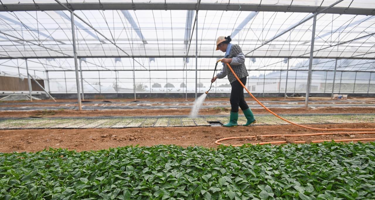 浇水少了菜不长、浇水多了就烂根，掌握这几点，以后永远不会错