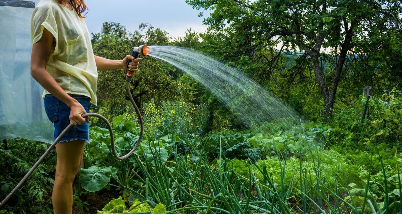 浇水少了菜不长、浇水多了就烂根，掌握这几点，以后永远不会错