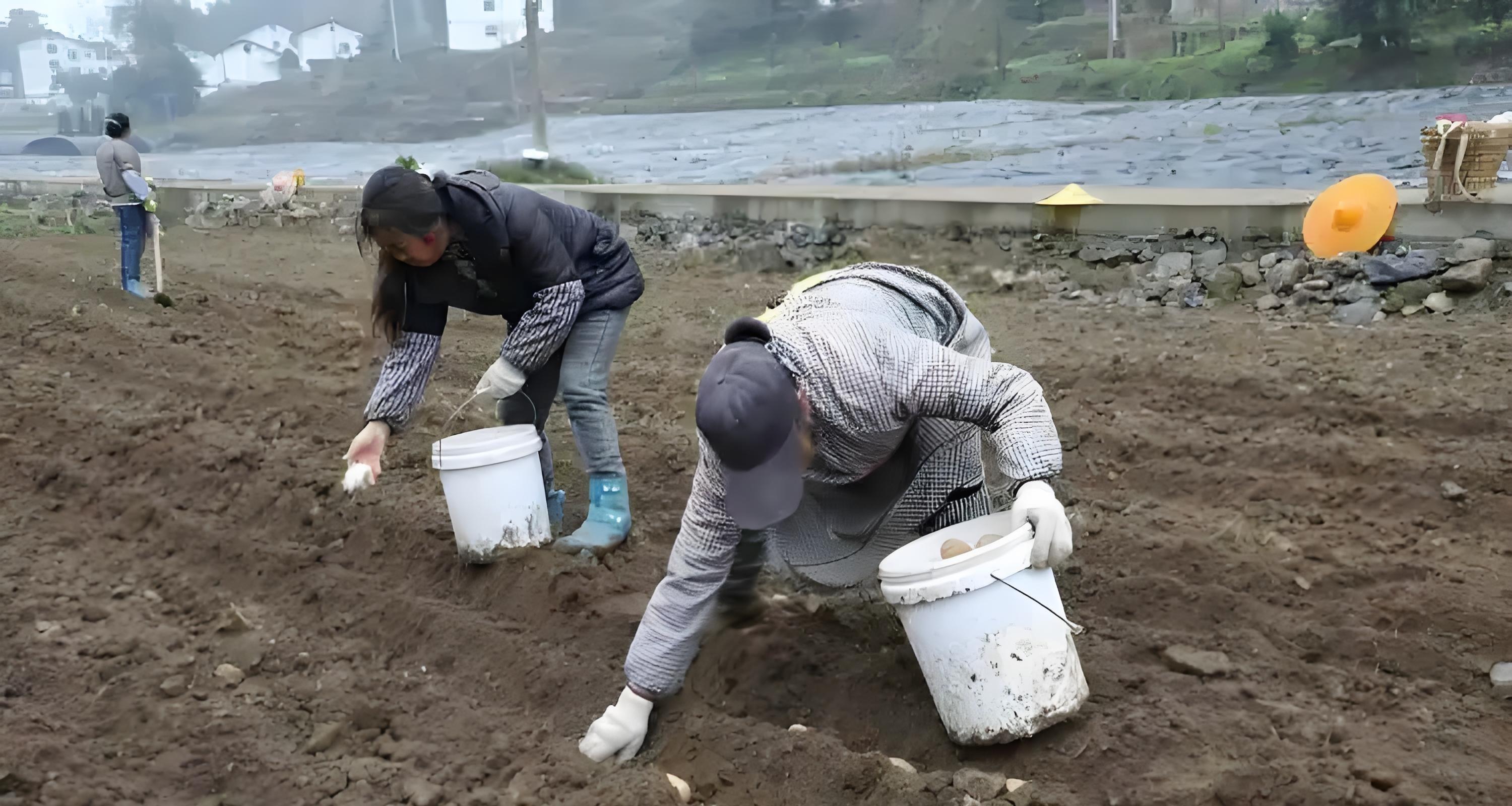 种土豆，头朝上还是尾朝下？老农3句口诀，产量翻倍不烂薯！