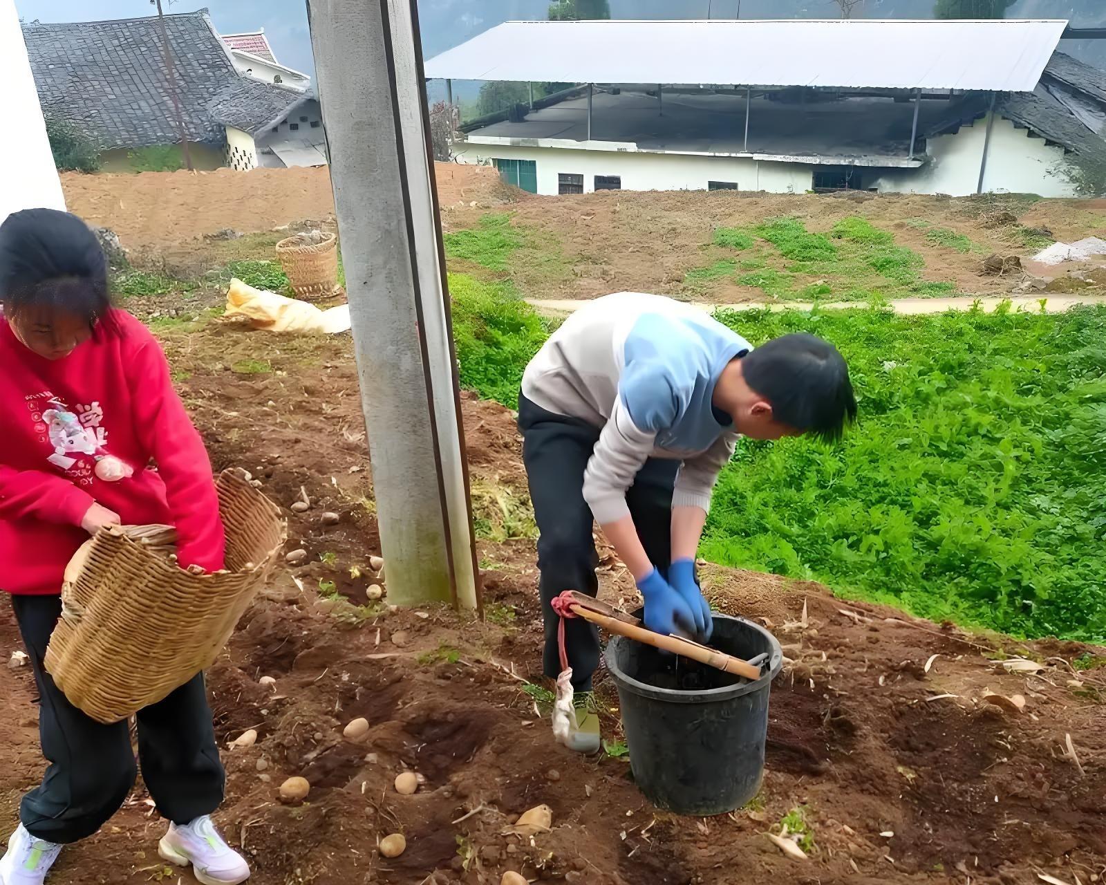 种土豆，头朝上还是尾朝下？老农3句口诀，产量翻倍不烂薯！