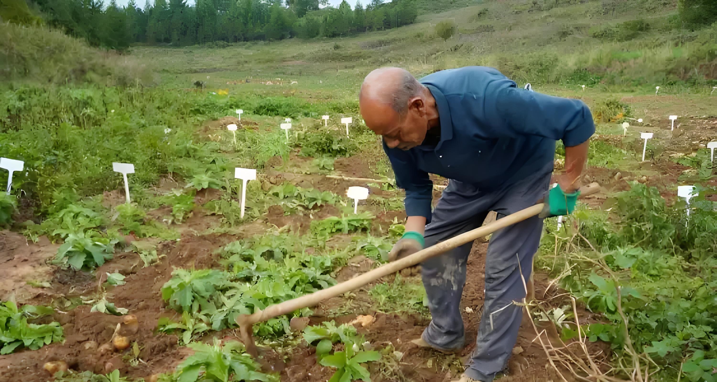 种土豆，头朝上还是尾朝下？老农3句口诀，产量翻倍不烂薯！