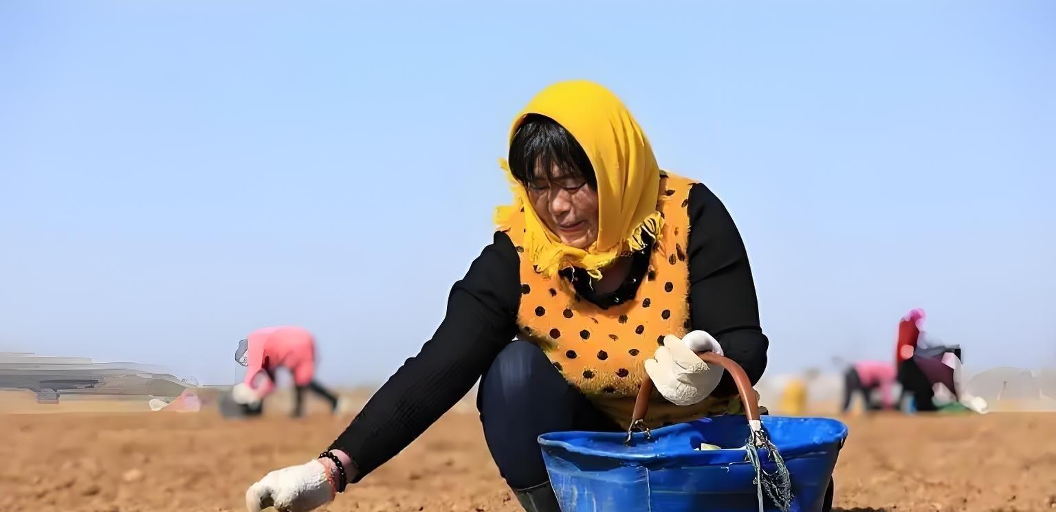 种土豆，头朝上还是尾朝下？老农3句口诀，产量翻倍不烂薯！