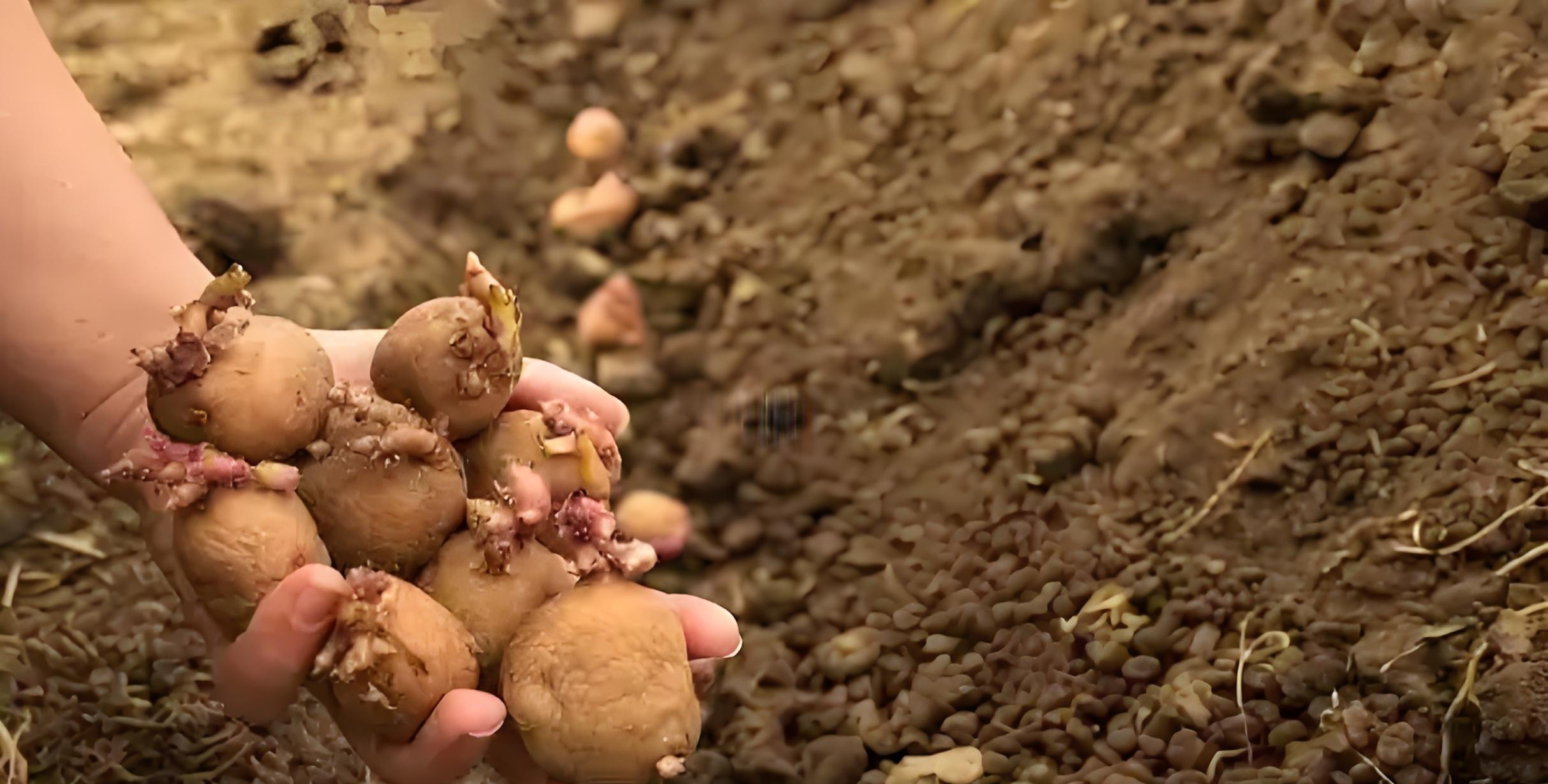 种土豆，头朝上还是尾朝下？老农3句口诀，产量翻倍不烂薯！