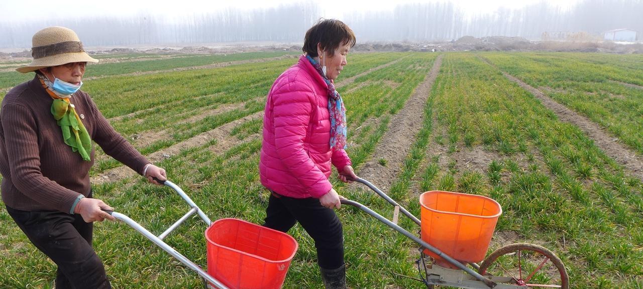 国内最好的复合肥是哪一种？如何挑选？分享一个很妙的小技巧