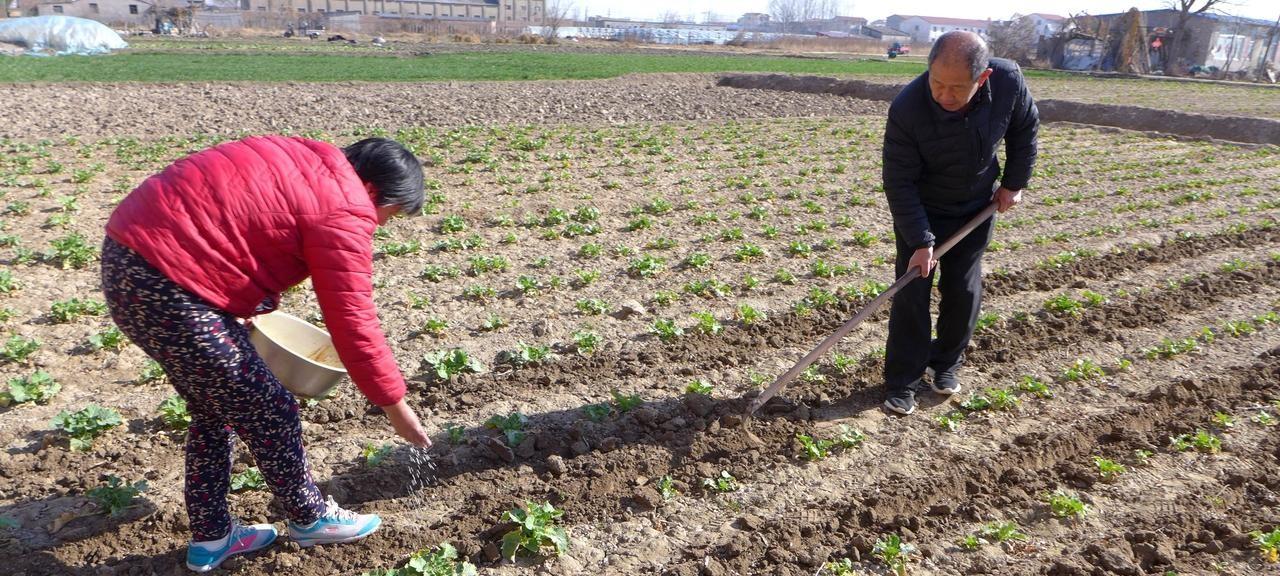 国内最好的复合肥是哪一种？如何挑选？分享一个很妙的小技巧
