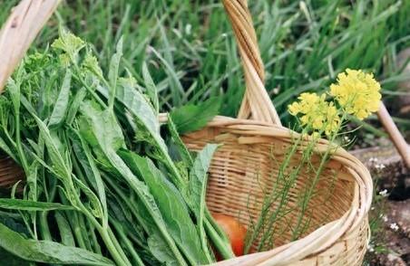 种菜最大的好处，不是能吃多少新鲜菜，而是能一点点地找回自己