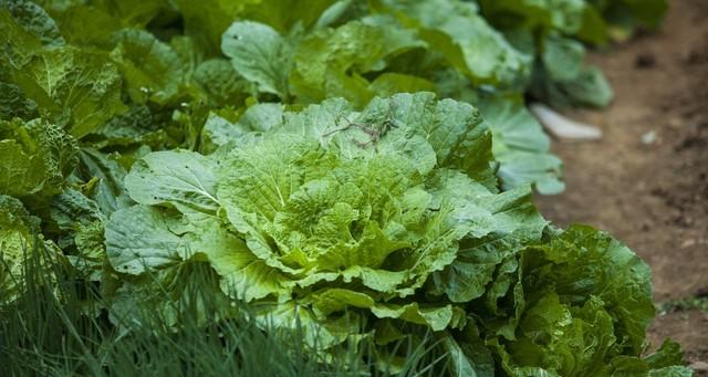 种菜最大的好处，不是能吃多少新鲜菜，而是能一点点地找回自己