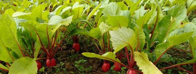 种菜最大的好处，不是能吃多少新鲜菜，而是能一点点地找回自己