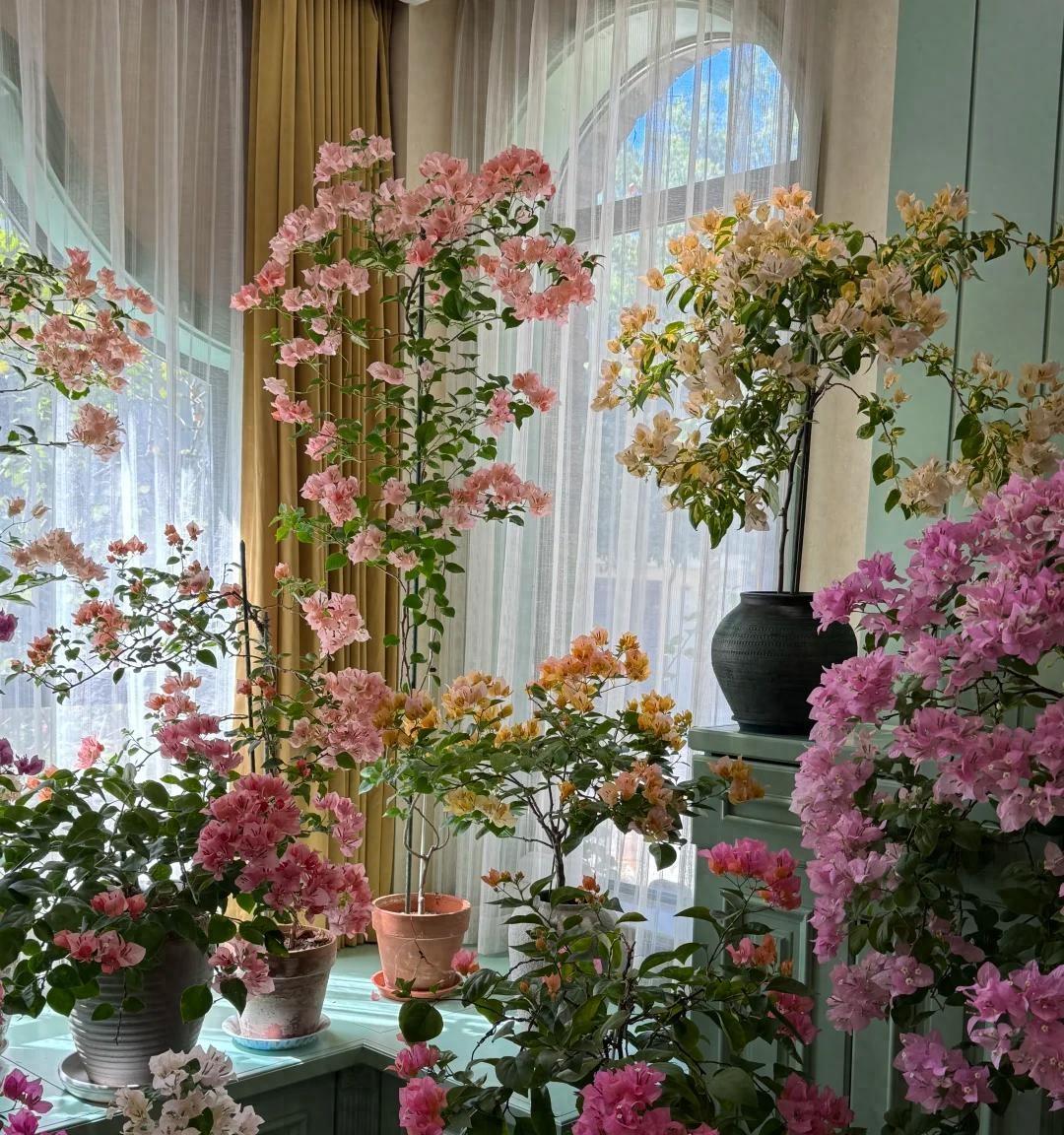 女子晒养9年的三角梅，直言“全网最美，不接爱反驳”：真的好看