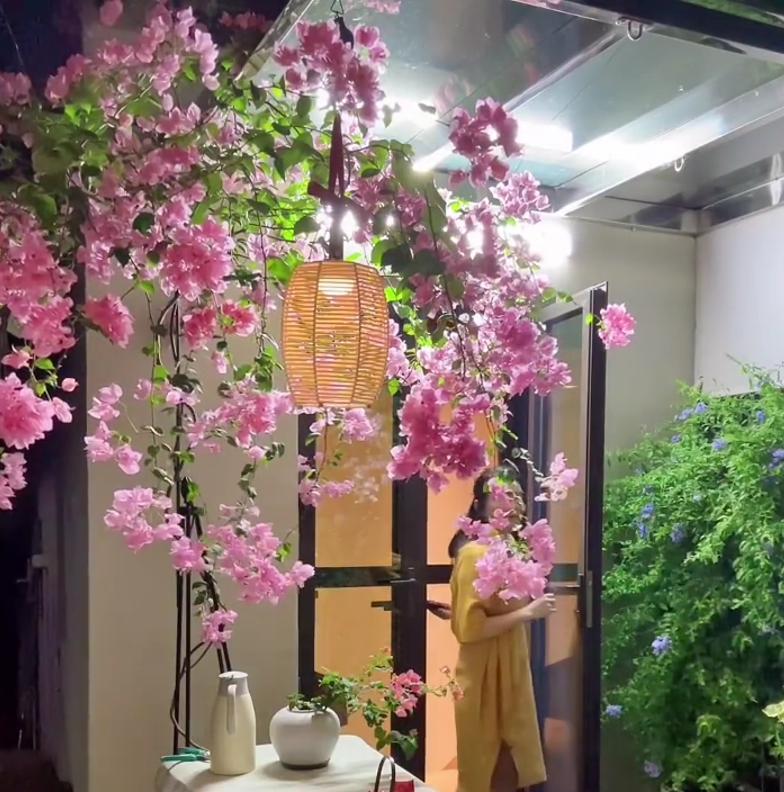 女子晒养9年的三角梅，直言“全网最美，不接爱反驳”：真的好看