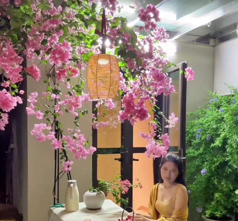 女子晒养9年的三角梅，直言“全网最美，不接爱反驳”：真的好看