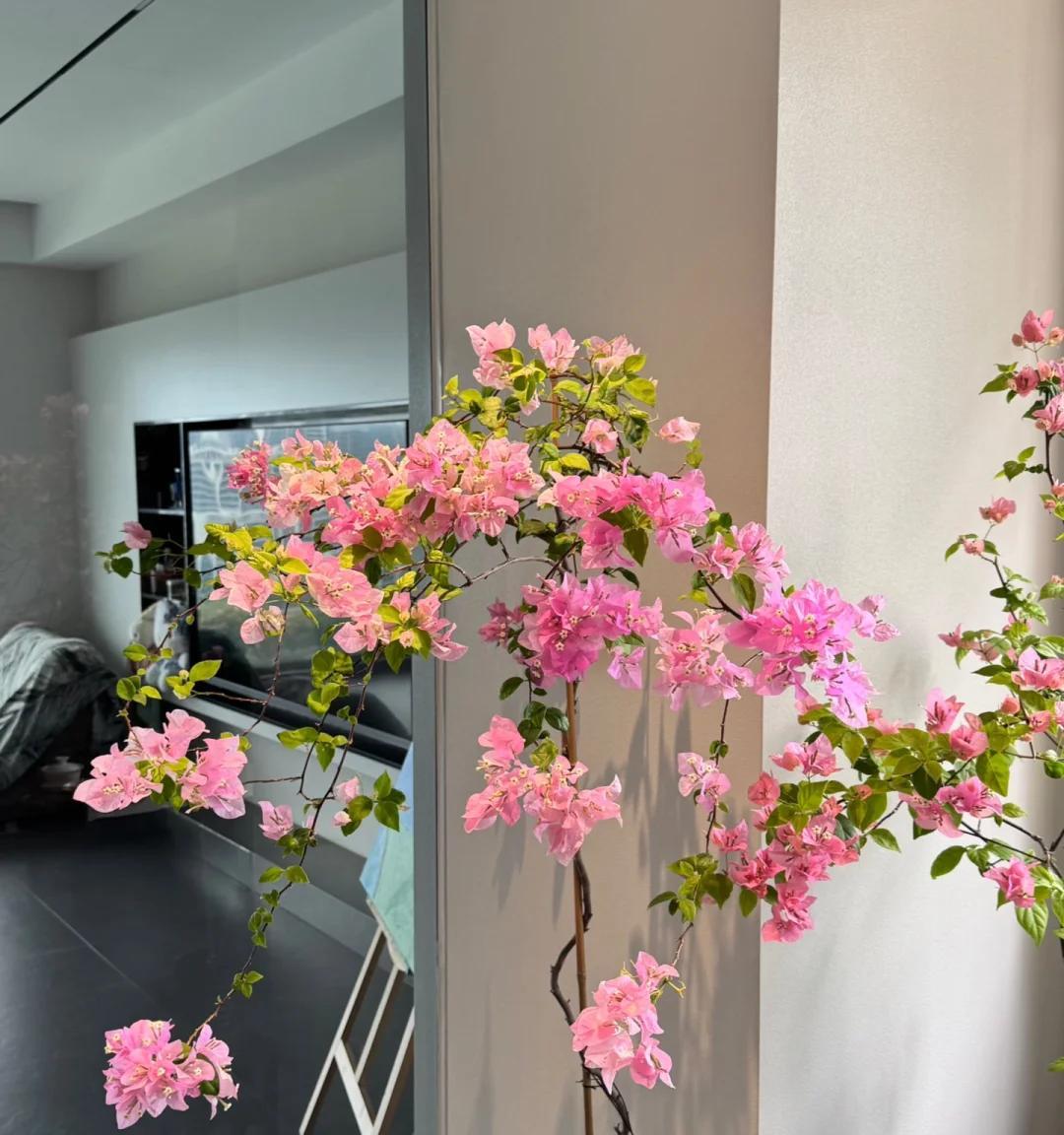 女子晒养9年的三角梅，直言“全网最美，不接爱反驳”：真的好看