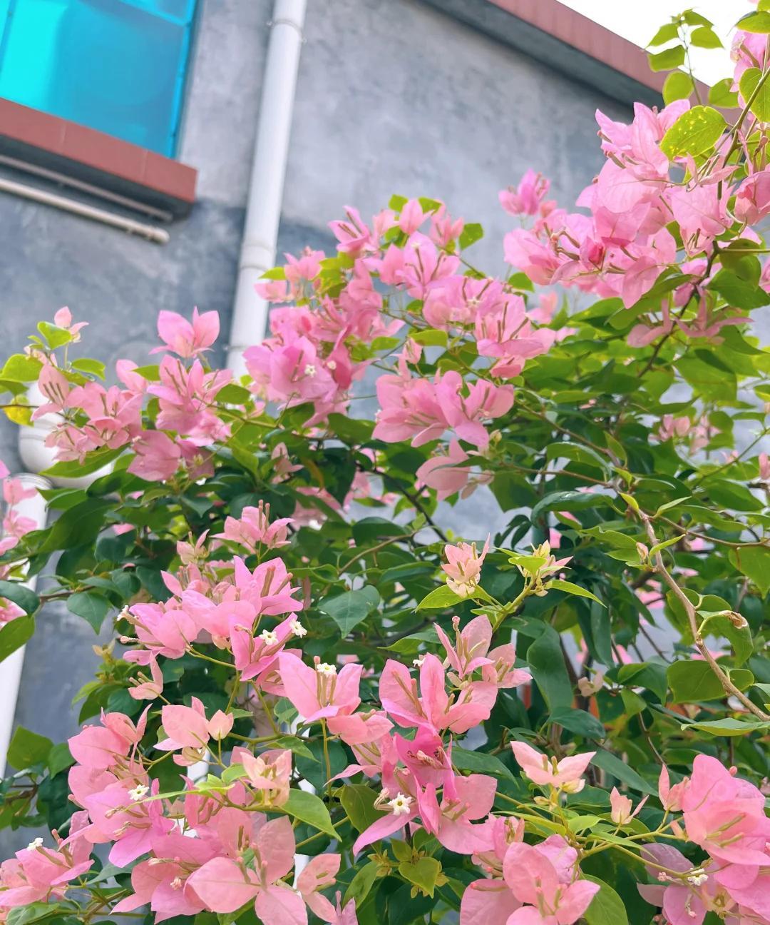 女子晒养9年的三角梅，直言“全网最美，不接爱反驳”：真的好看