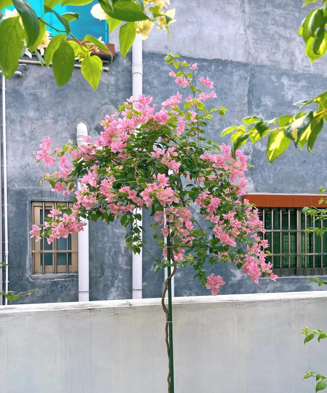 女子晒养9年的三角梅，直言“全网最美，不接爱反驳”：真的好看