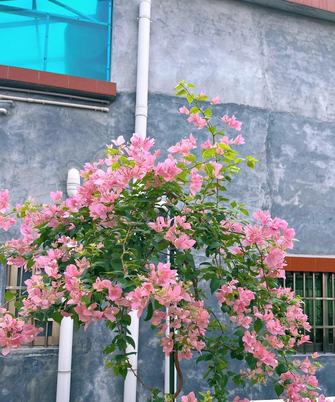 女子晒养9年的三角梅，直言“全网最美，不接爱反驳”：真的好看