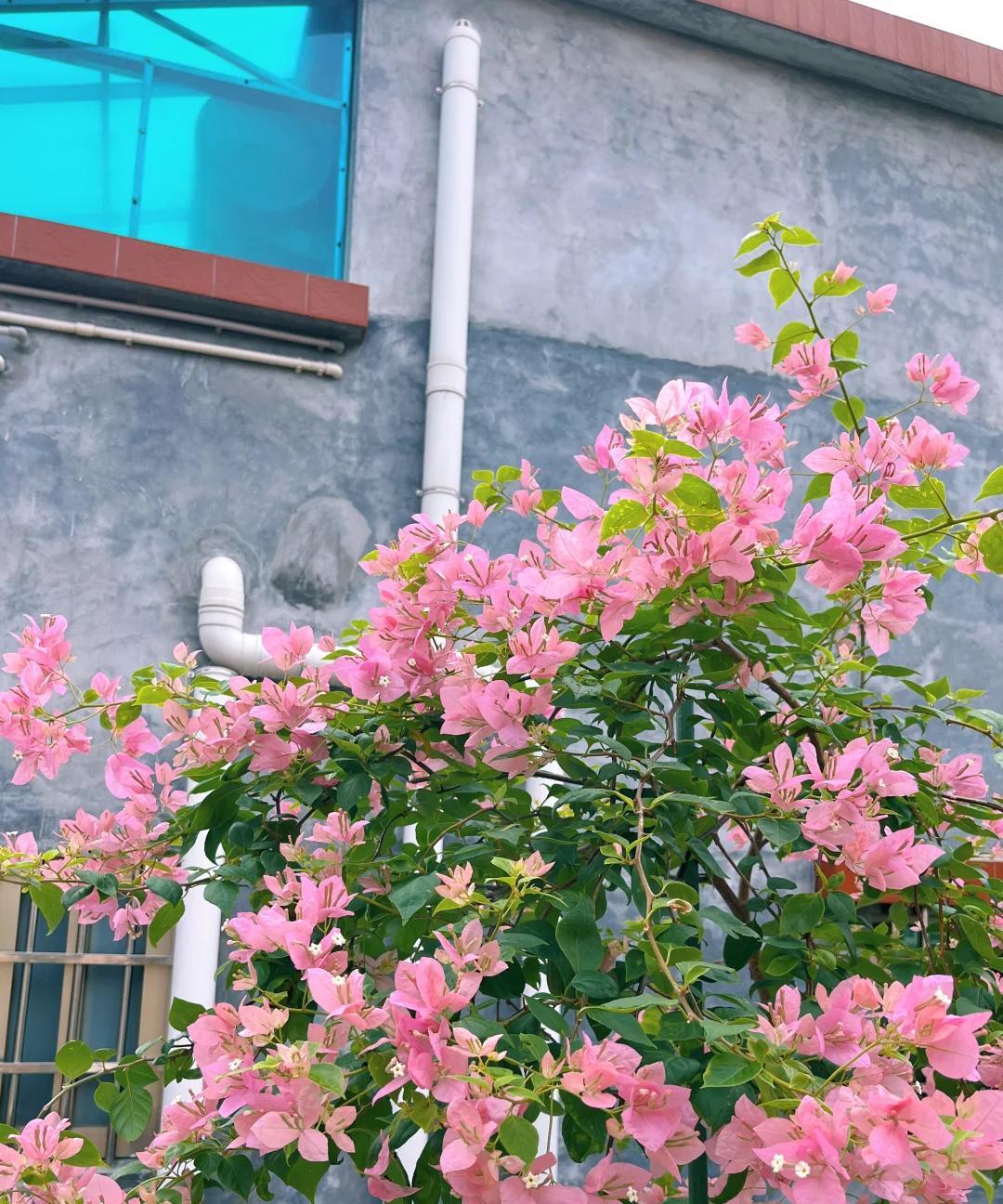 女子晒养9年的三角梅，直言“全网最美，不接爱反驳”：真的好看