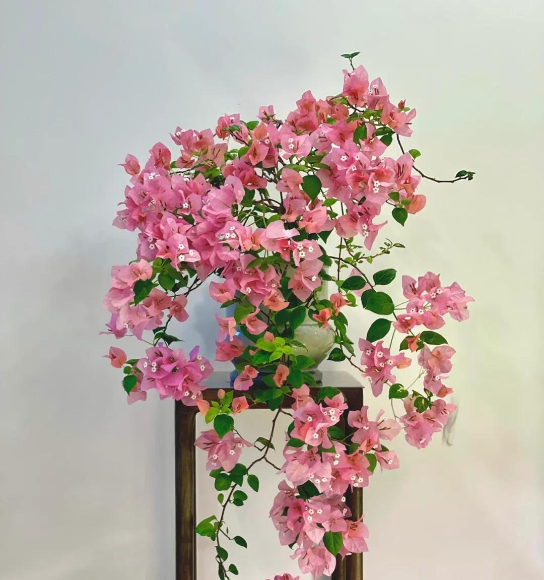 女子晒养9年的三角梅，直言“全网最美，不接爱反驳”：真的好看