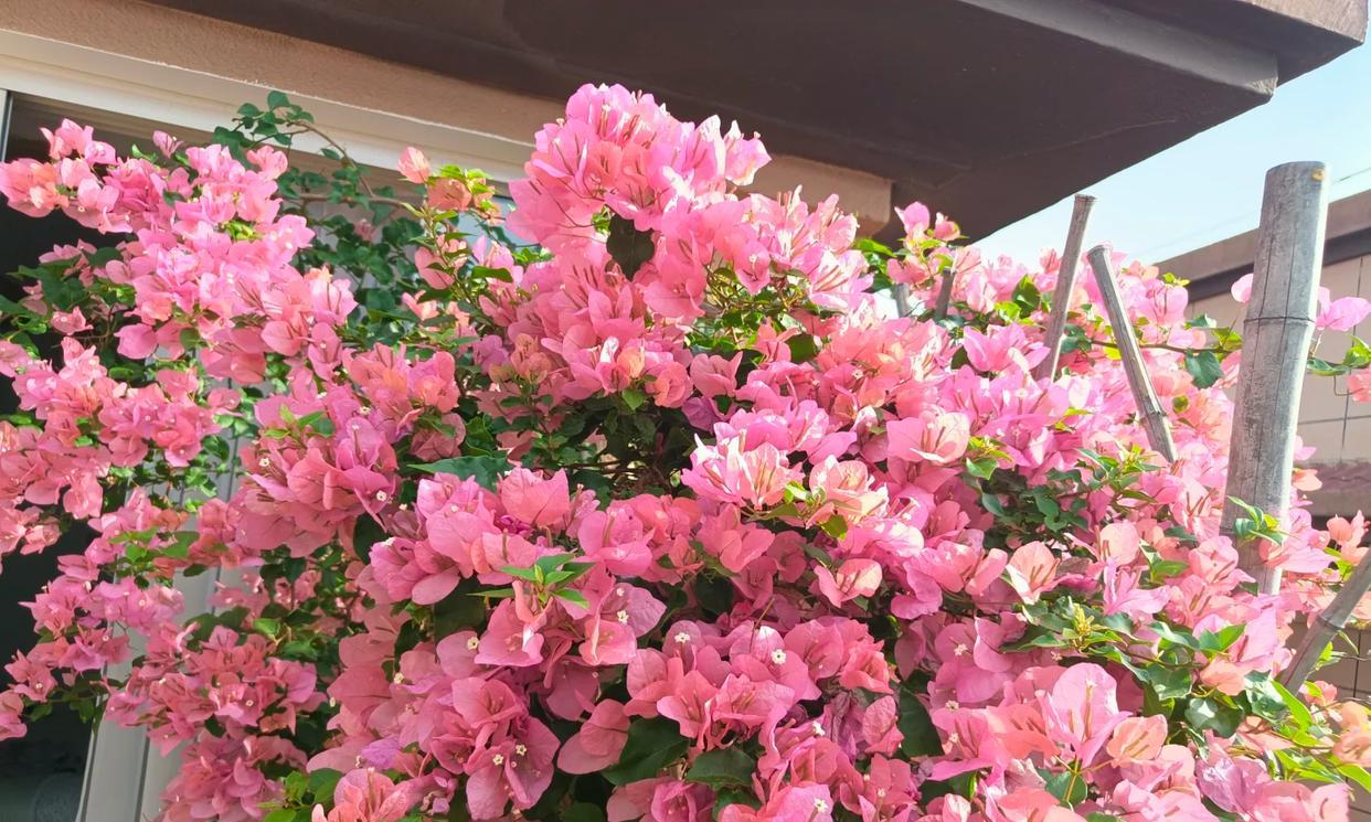 女子晒养9年的三角梅，直言“全网最美，不接爱反驳”：真的好看