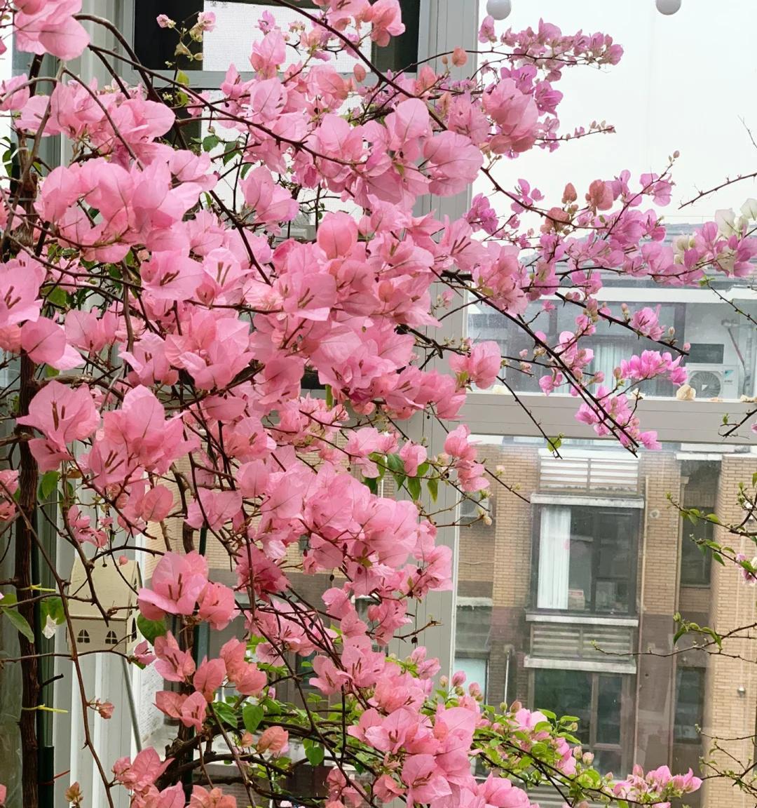 女子晒养9年的三角梅，直言“全网最美，不接爱反驳”：真的好看