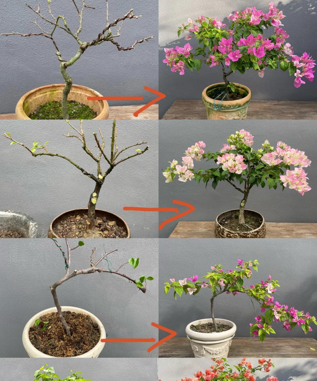 女子晒养9年的三角梅，直言“全网最美，不接爱反驳”：真的好看