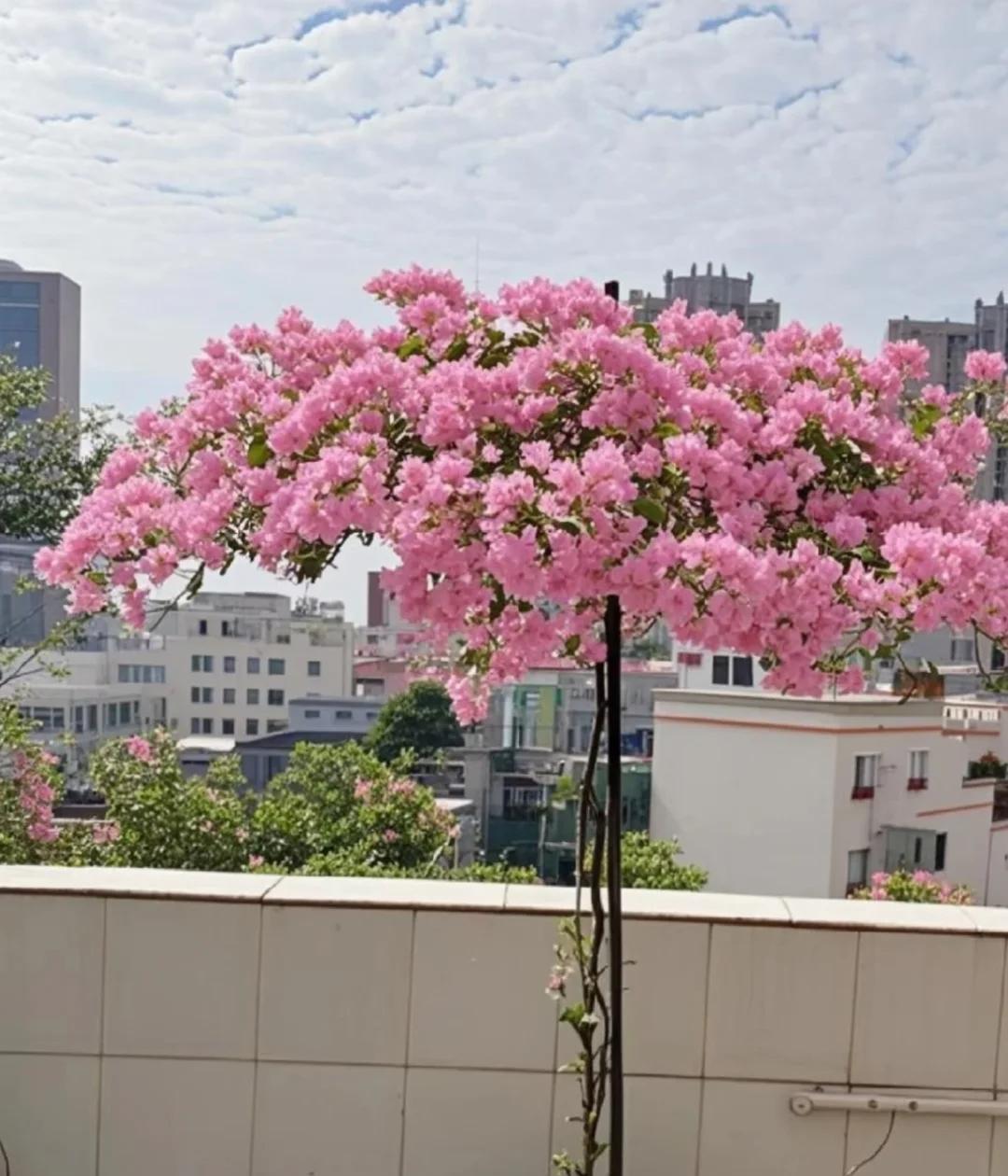 女子晒养9年的三角梅，直言“全网最美，不接爱反驳”：真的好看