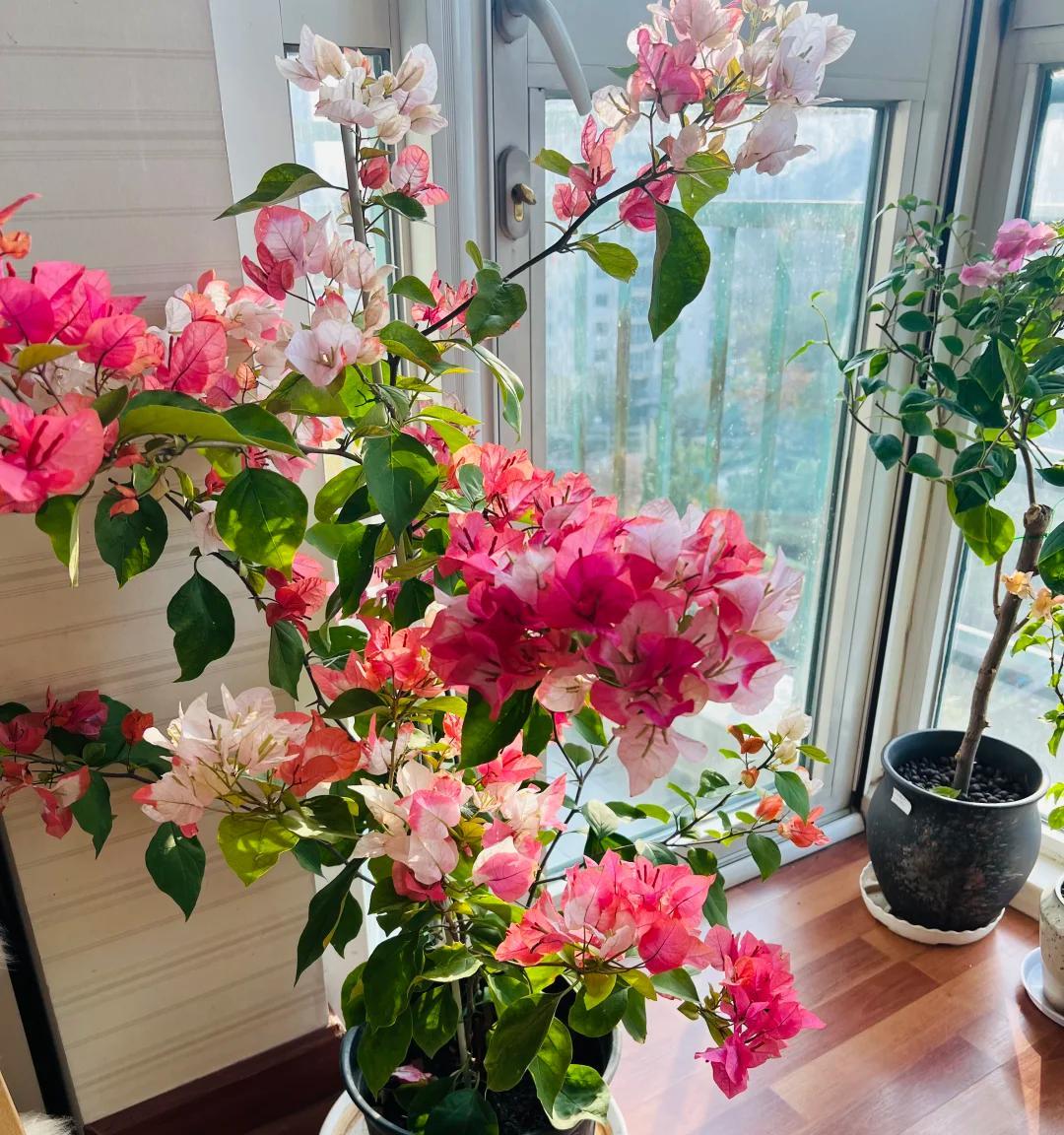 女子晒养9年的三角梅，直言“全网最美，不接爱反驳”：真的好看