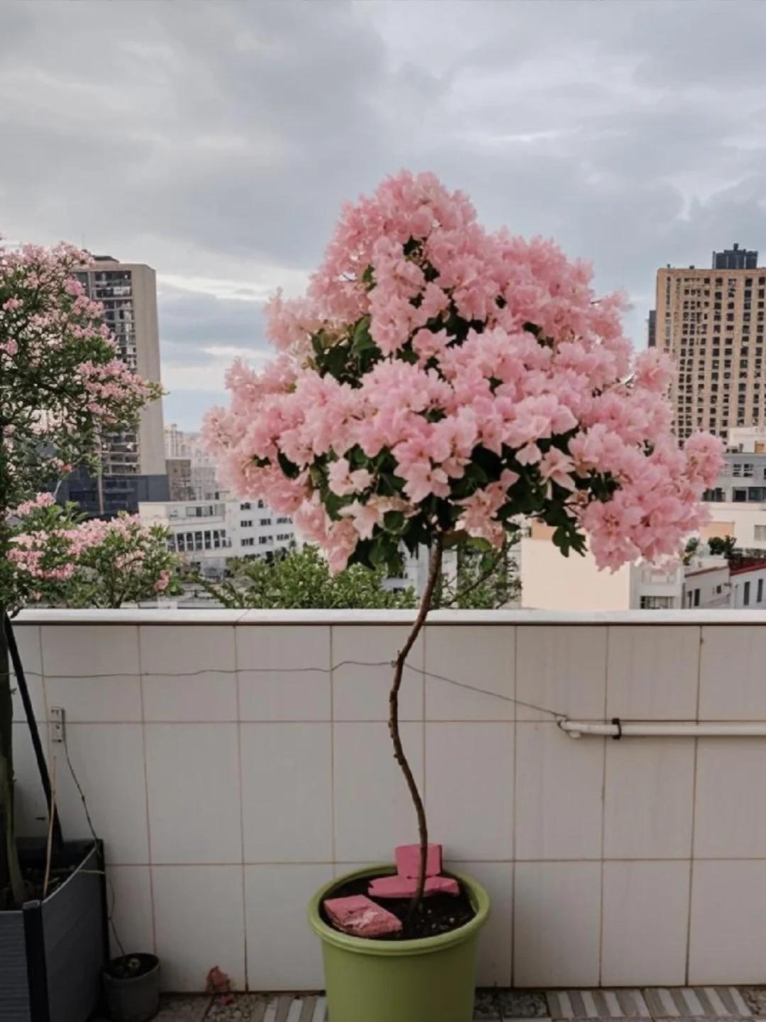 女子晒养9年的三角梅，直言“全网最美，不接爱反驳”：真的好看