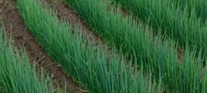 苗葱越冬管护：搭棚盖膜纯属多余！做好这2条，小苗过冬不用愁