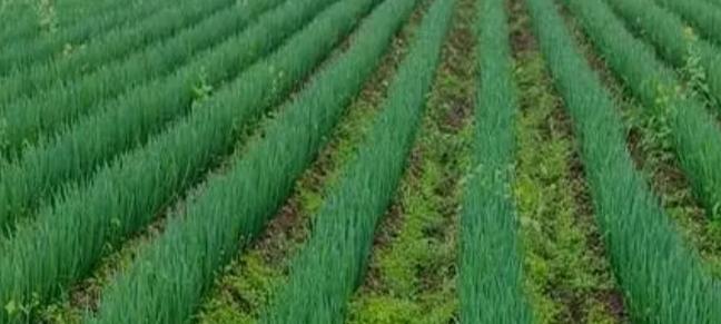 苗葱越冬管护：搭棚盖膜纯属多余！做好这2条，小苗过冬不用愁