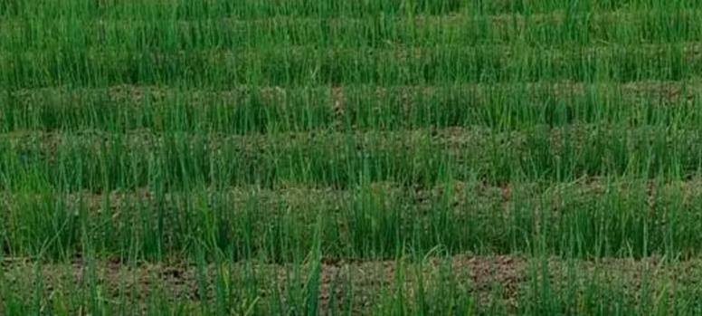 苗葱越冬管护：搭棚盖膜纯属多余！做好这2条，小苗过冬不用愁