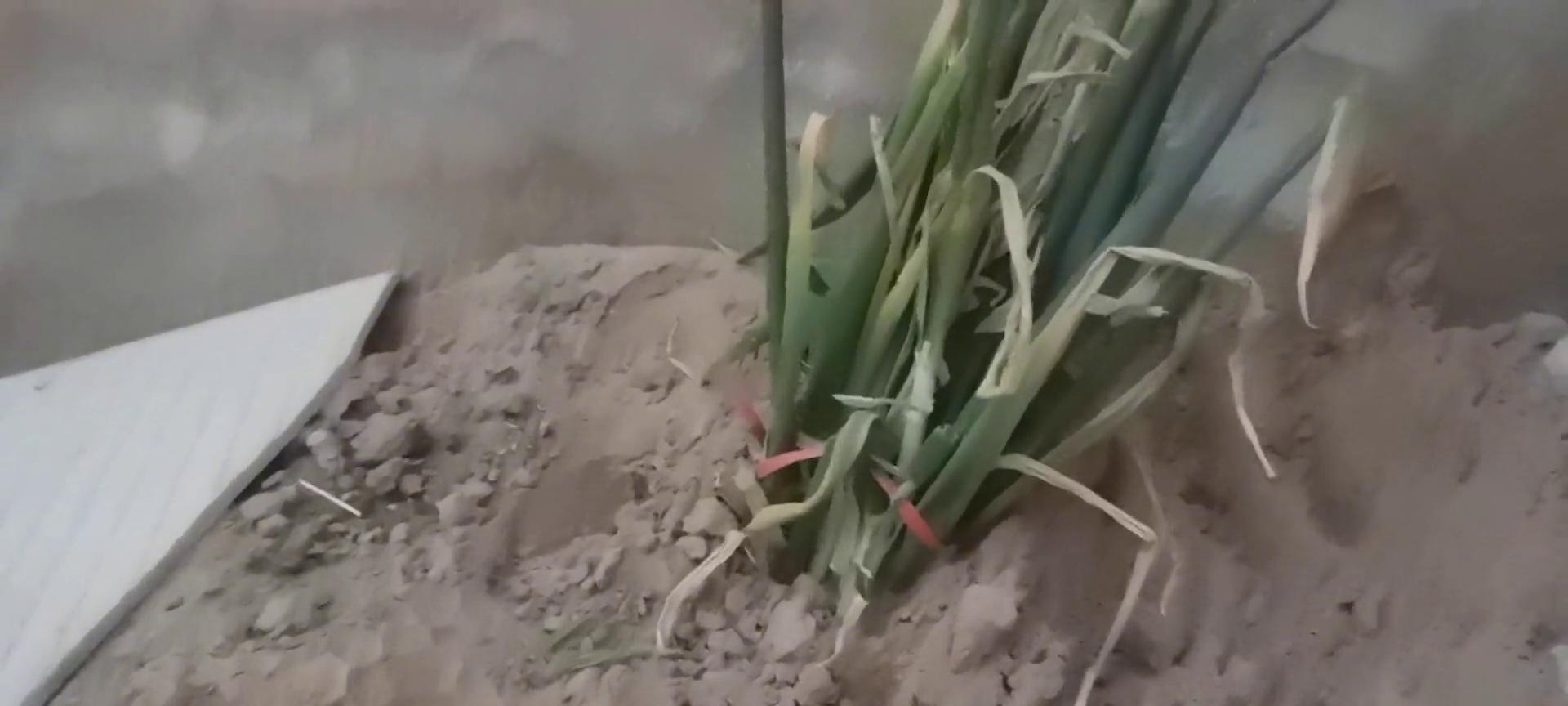 大葱保鲜小妙招，只需这样保存，能三个月不会坏