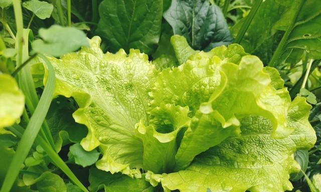 种菜若只想着"蔬菜自由"，难免只有苦、累，体会不到快乐与治愈