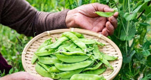 种菜若只想着"蔬菜自由",难免只有苦、累,体会不到快乐与治愈