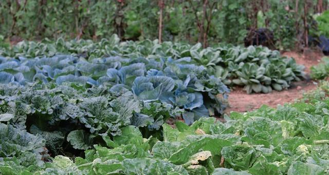 种菜若只想着"蔬菜自由"，难免只有苦、累，体会不到快乐与治愈