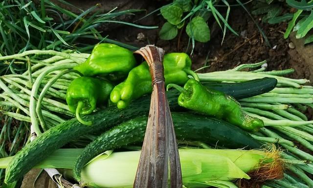 种菜若只想着"蔬菜自由"，难免只有苦、累，体会不到快乐与治愈