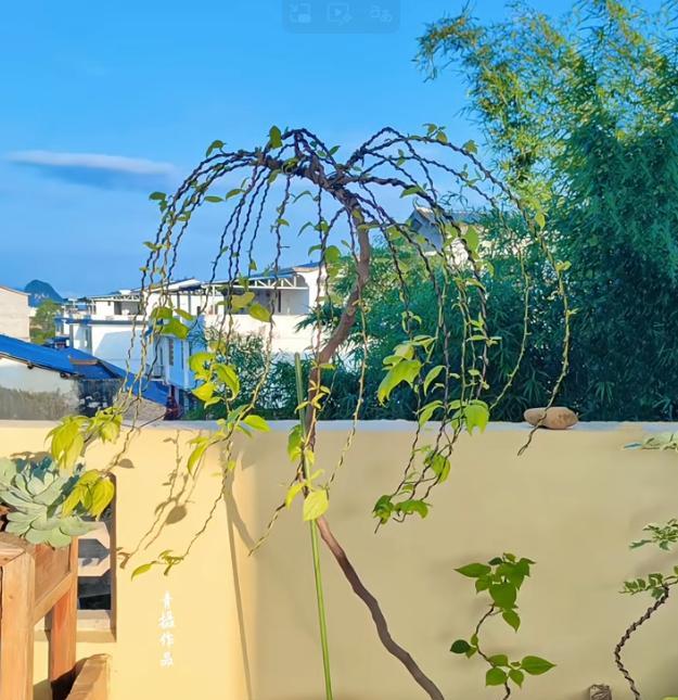 广东一男子，用一根铝钱把三角梅养成“艺术品”：牛，造型美爆了